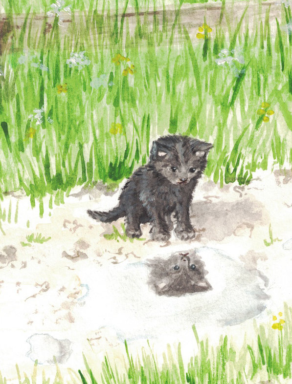 Barn cat looking at reflection